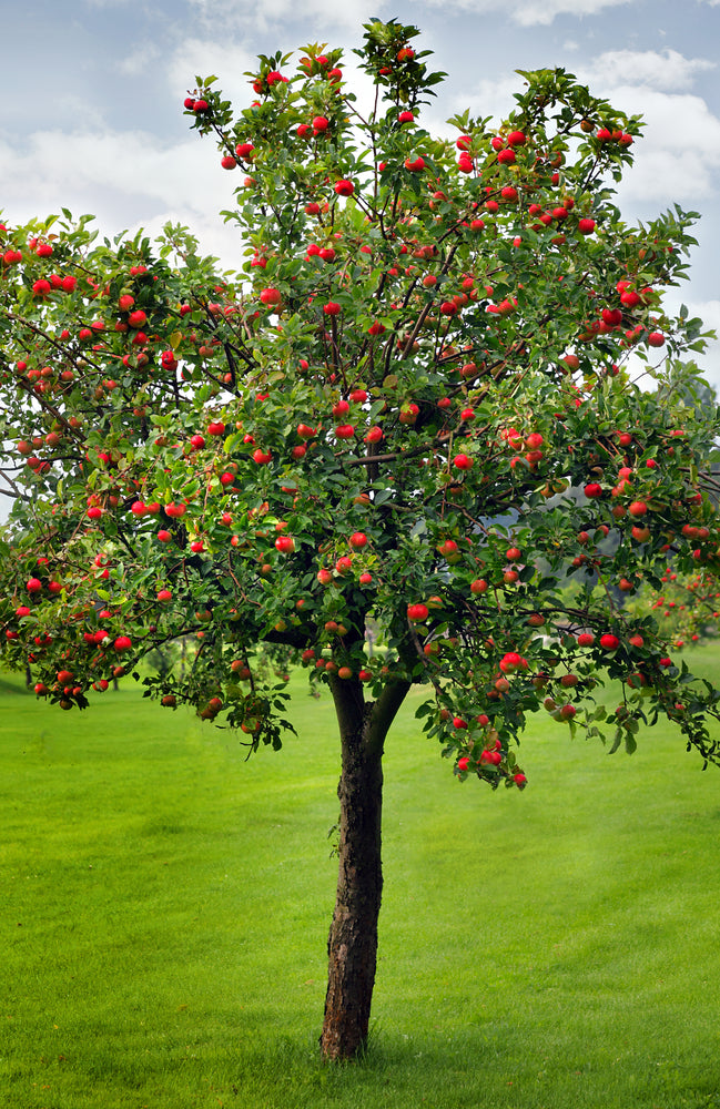 Tree Fruit