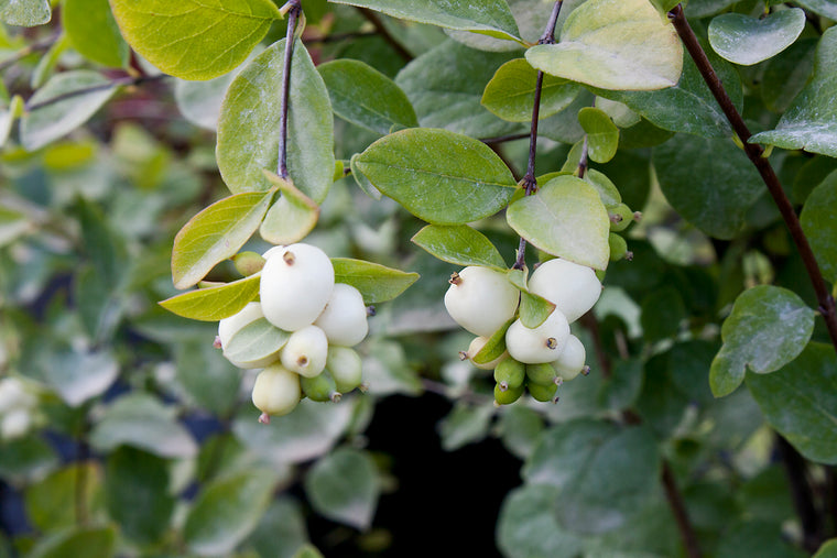 Snowberry