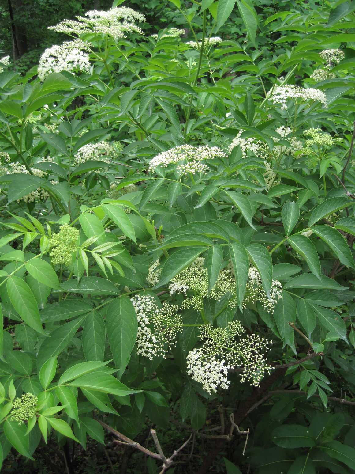 Elderberry Bush - American Elder