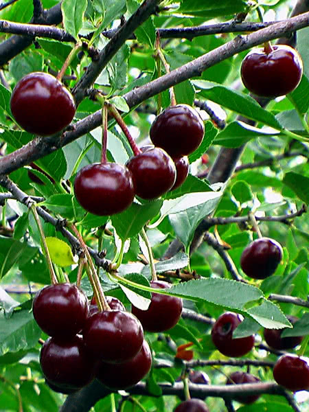 Cherry Bush - Romeo
