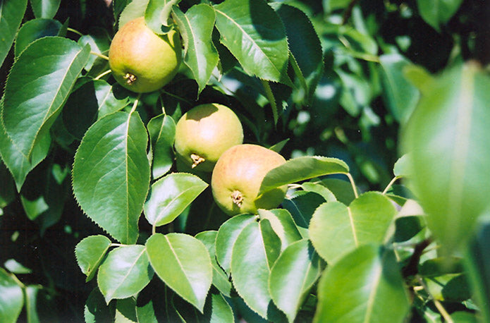 Pear Tree - Golden Spice