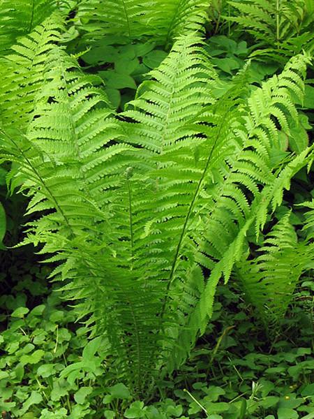 Ostrich Fern - AKA Fiddleheads