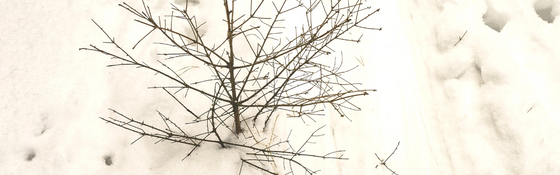 Bare Rooted Trees and Planting