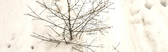 Bare Rooted Trees and Planting