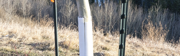 Winter Tree Preparation