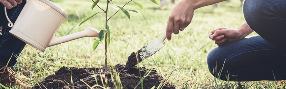 Tips and Tricks for Planting Trees