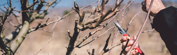 How to Prune Fruit Trees