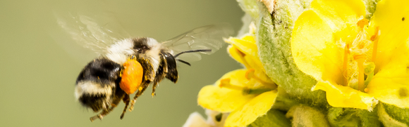 A Discussion about Pollination