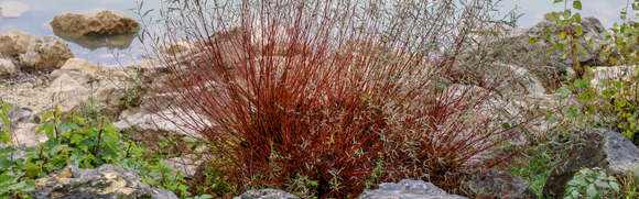 Why Plant Hardy Trees, Shrubs and Vines?