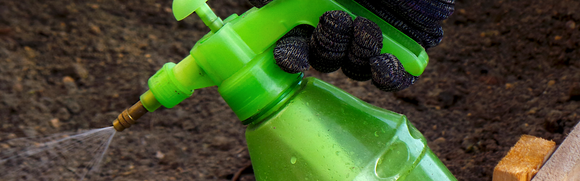 Dormant Oil Spraying