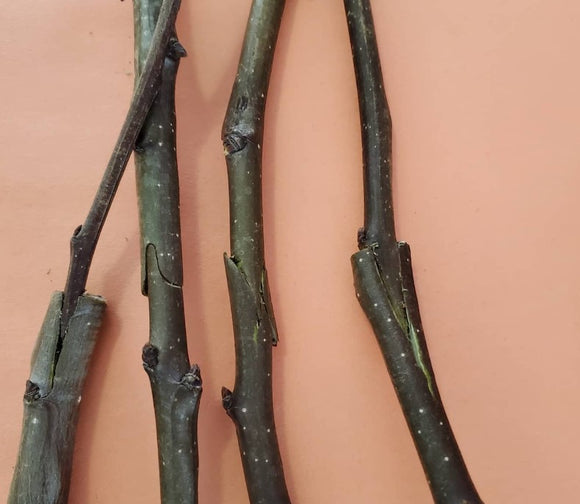 Grafting Fruit Trees