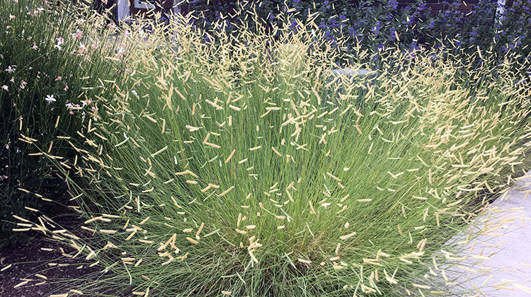 Blue Grama Grass