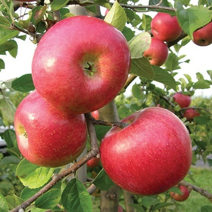 Apple Tree - Standard - Freedom