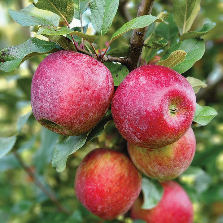 Apple Tree - Standard - Sweet Sixteen