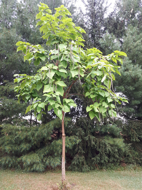 Northern Catalpa