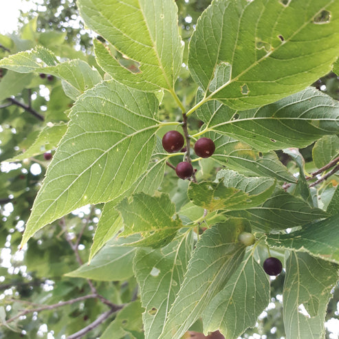 Hackberry