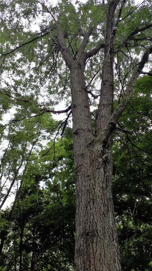 Thornless Honey Locust