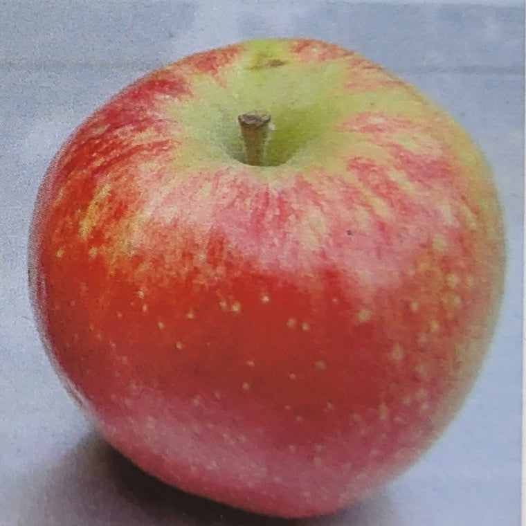 Apple Tree - Standard - Kandy Crisp