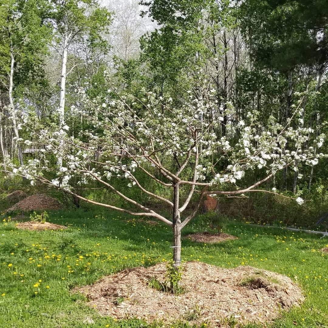 Pruning and Grafting workshop! April 12th, 2025.