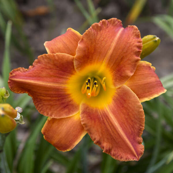 Daylily - Bright Sunset