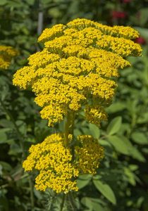 Yarrow - Moonshine