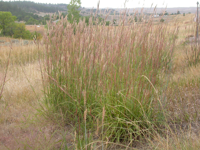 Big Blue Stem Grass