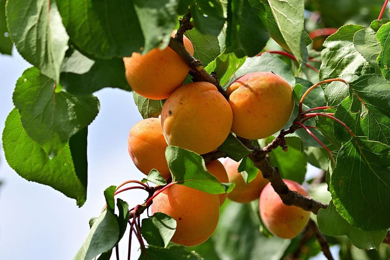 Apricot Tree - Westcot
