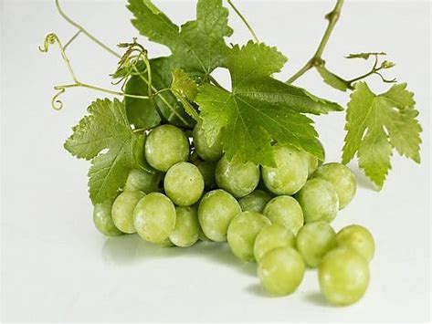 Grape Vine -Morden Concord White