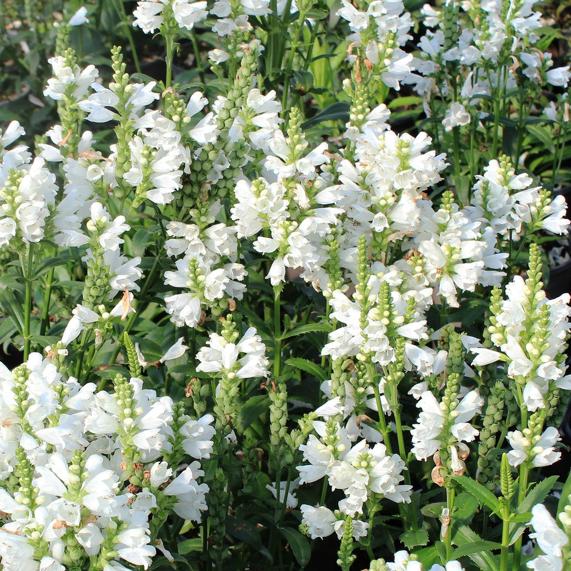 Obedient Plant - Miss Manners - Beautiful Field Farm and Fruit Trees