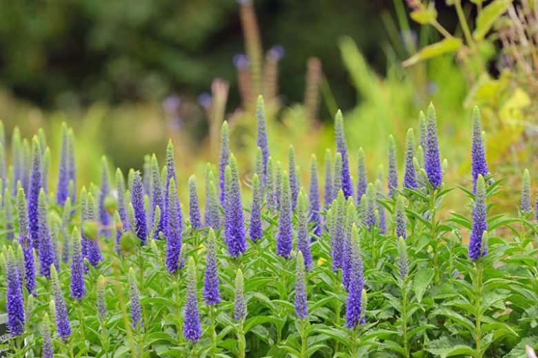 Speedwell - Royal Candles