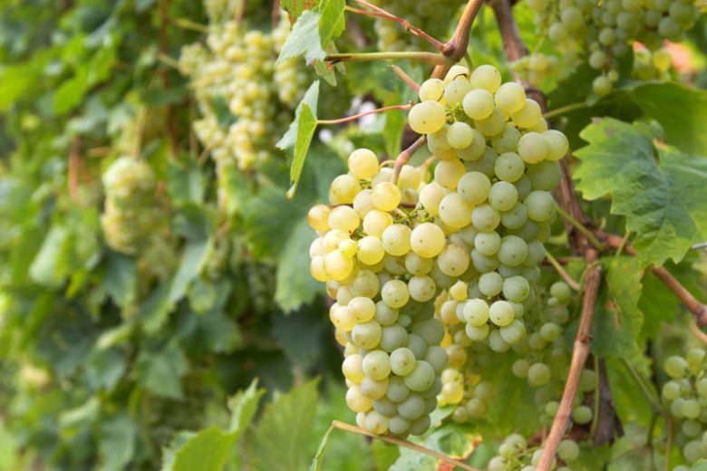 Grape Vine -Brianna