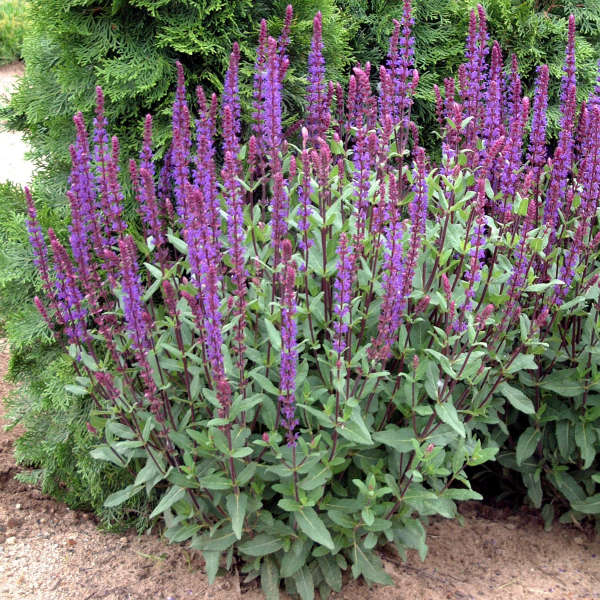 Salvia - Caradonna