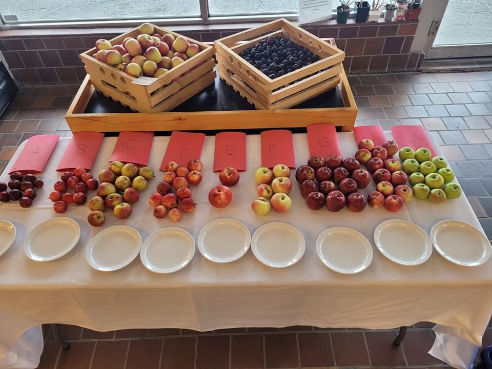 A blind tasting table filled with Northern apple varieties