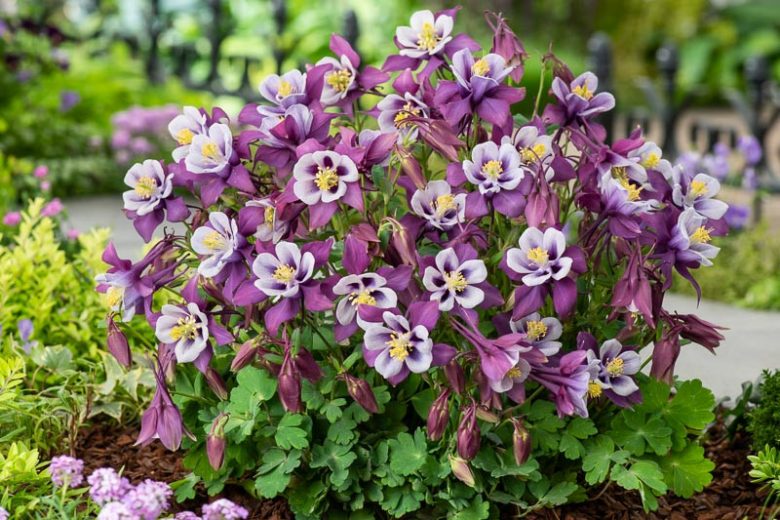 Columbine - Earlybird