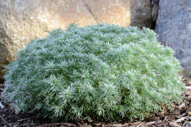 Artemisia Schmidtiana- Silver Mound