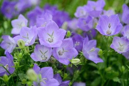 Bellflower - Blue Clips