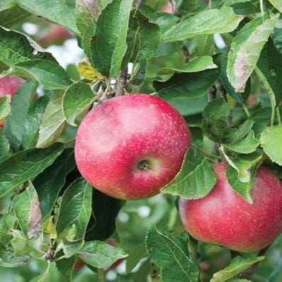 Apple Tree - Standard - Hardi-Mac