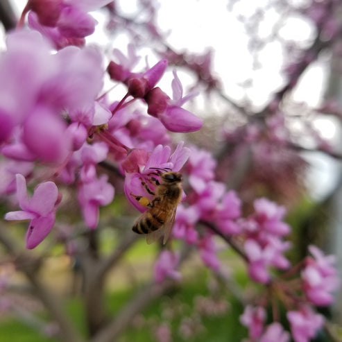 Eastern Redbud