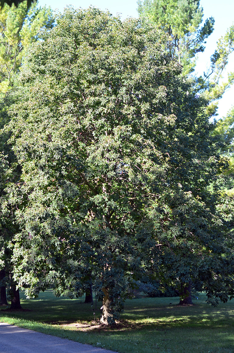 Ohio Buckeye