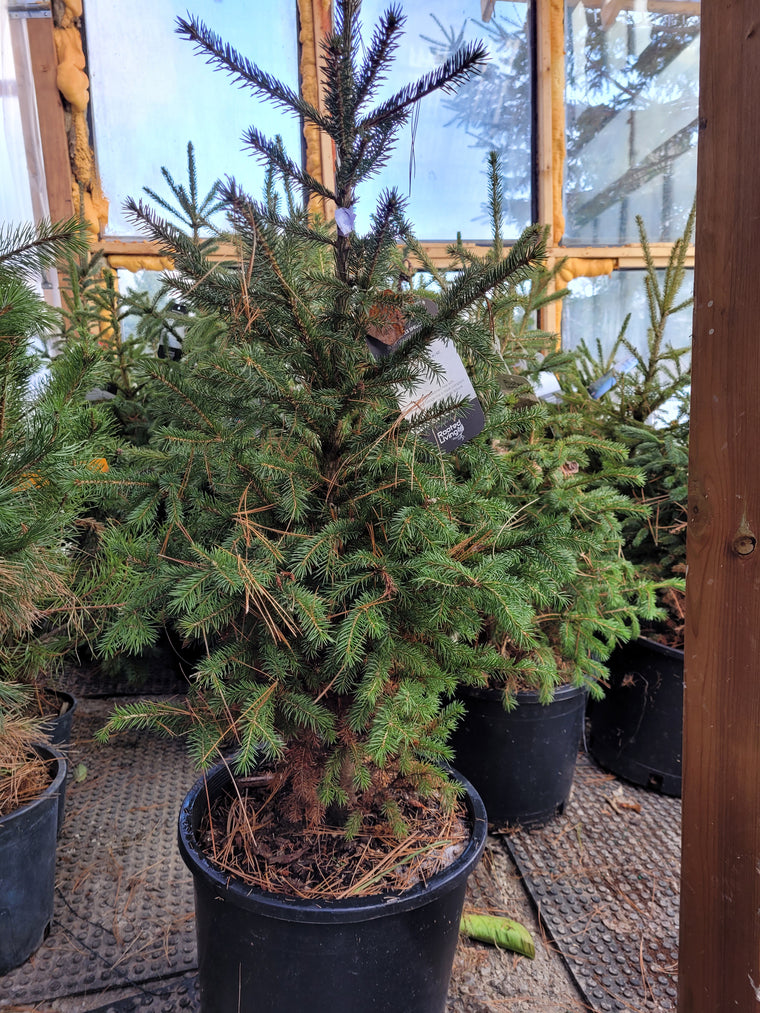 Black Hills Spruce
