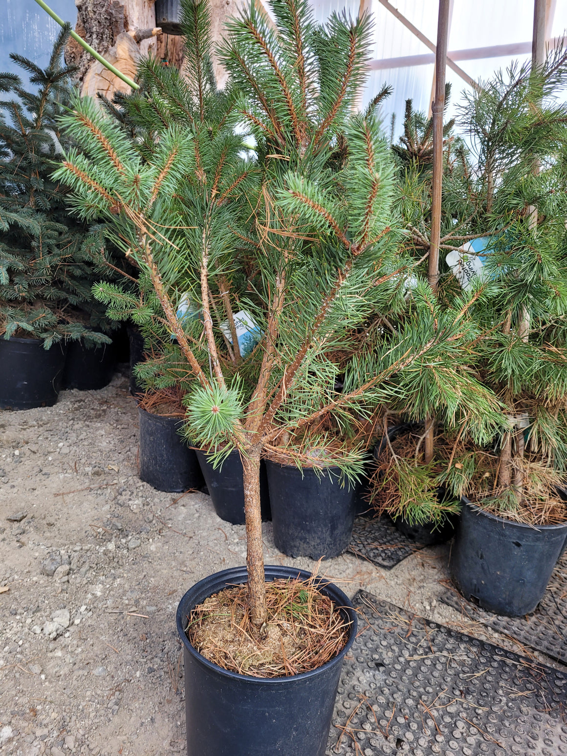 Scot's Pine