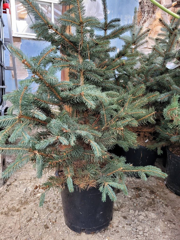 Fat Albert Spruce