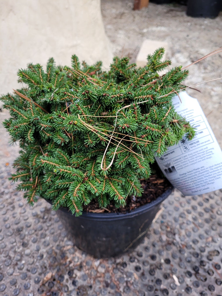 Little Gem Spruce