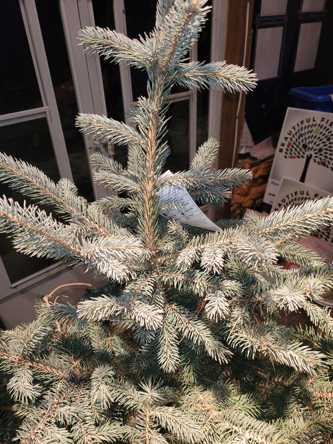 Fat Albert Spruce