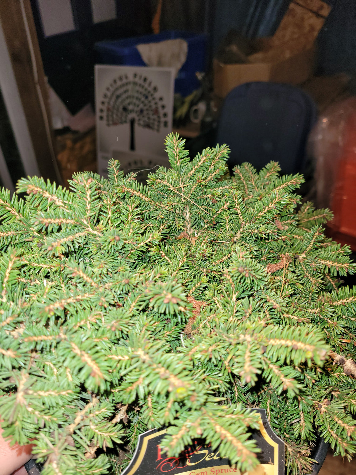 Little Gem Spruce