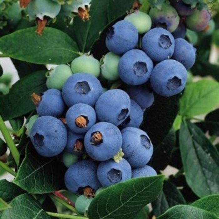 Blueberry - Chippewa