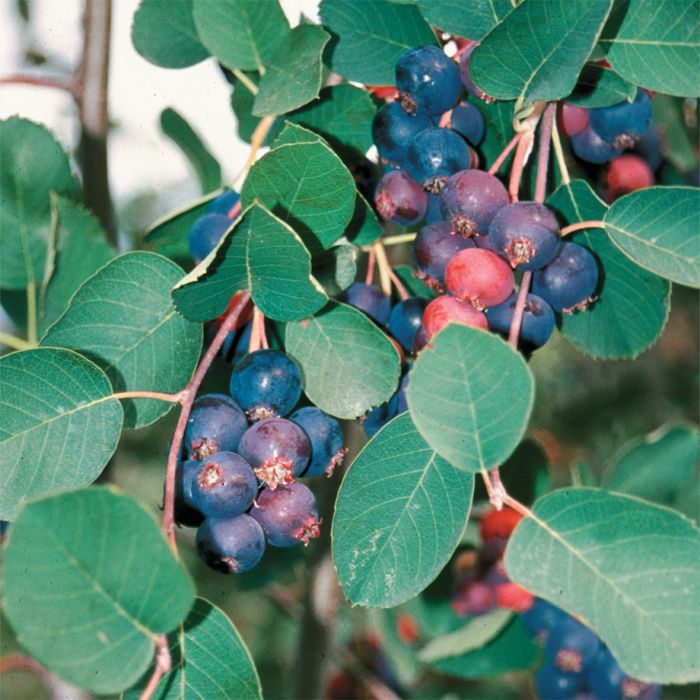 Saskatoon Berry Tree - Honeywood