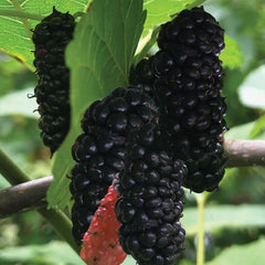 Mulberry Bush 'Trader' (Morus nigra) - Mulberry Tree for Sale
