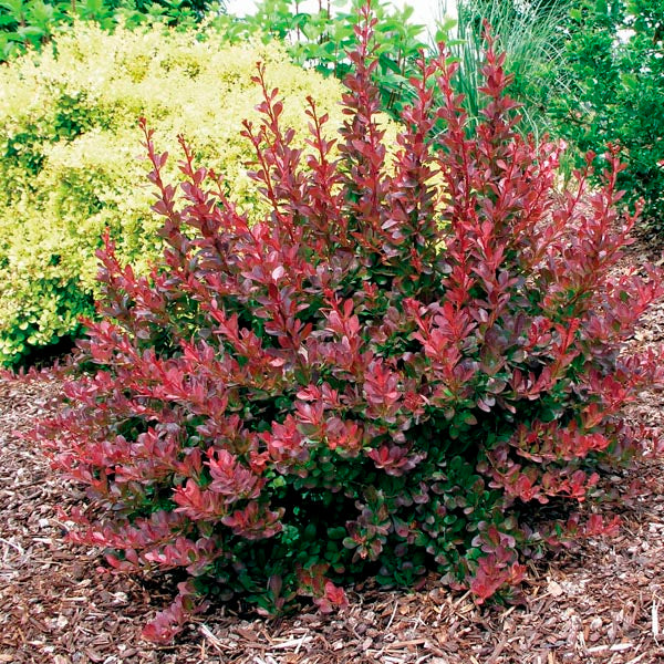Barberry - Cherry Bomb
