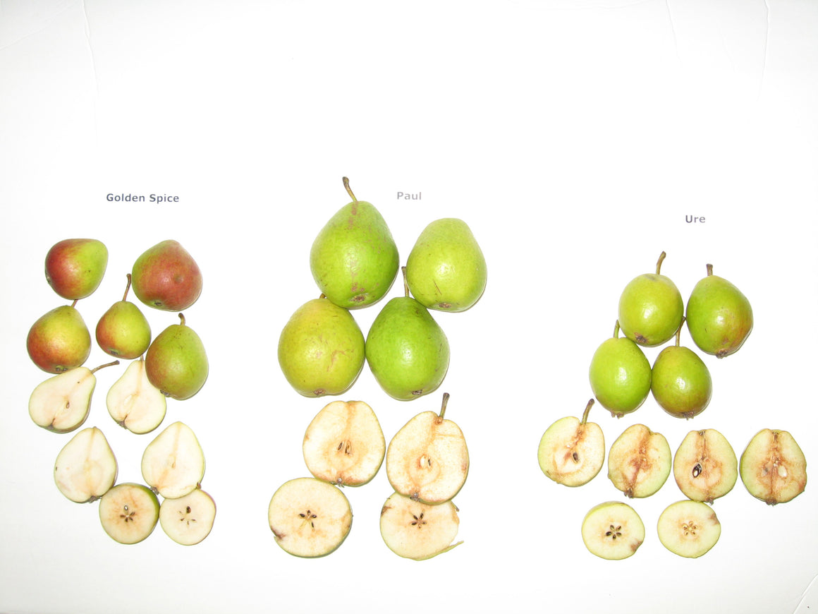 Pear Tree - Paul's